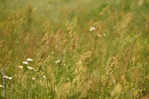 green meadow, flower vegetation