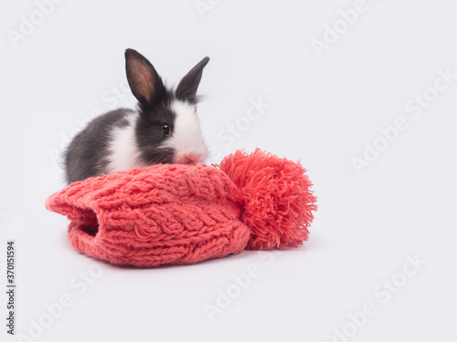 Cute little black and white bunny rabbit sitting behind orange beanie hat on white background.
