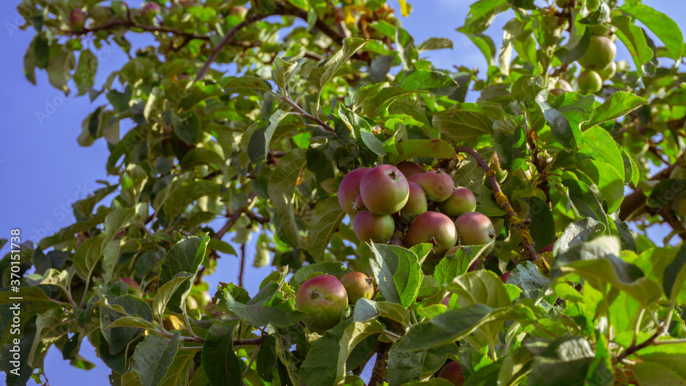 Äpfel am Baum