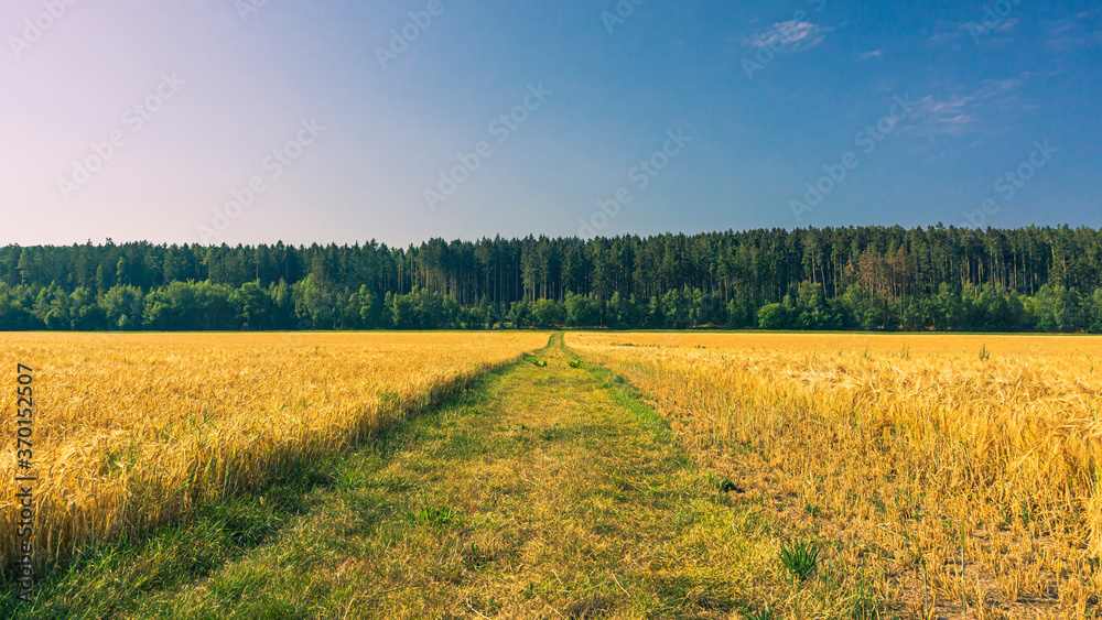 Fototapeta premium Ein Feldweg in den Wald