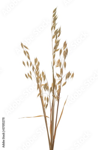 Yellow ripe oat ears and groats, plant with stem isolated on white background with clipping path