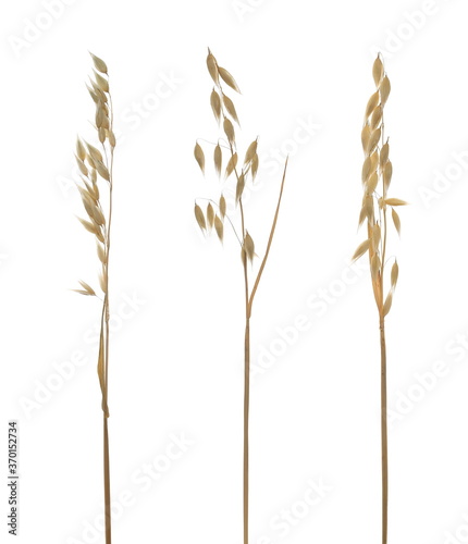 Set yellow ripe oat ears and groats, plant with stem isolated on white background with clipping path