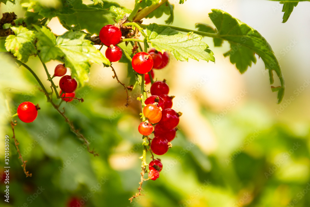 A sprig of red currants on a bush. Blurred green background. Macro photography