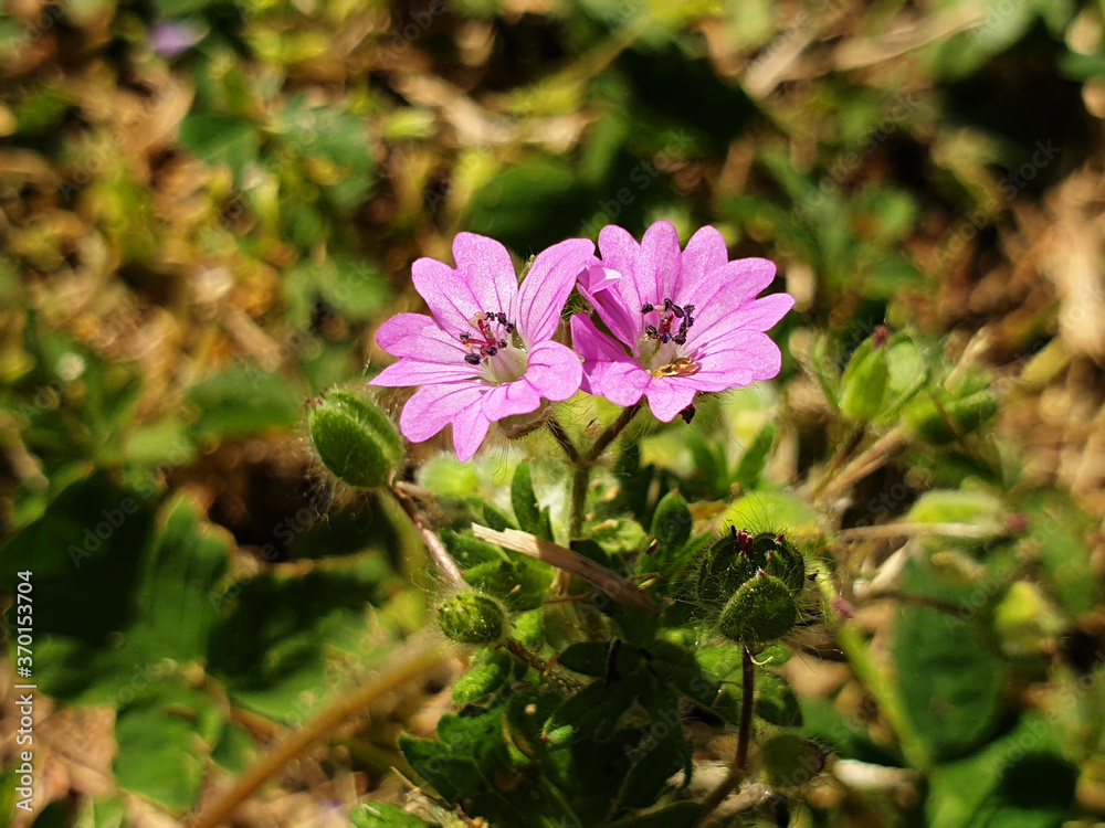 Pink Geranium molle flowers on a field background. Pink Geranium molle flowers on a field background.