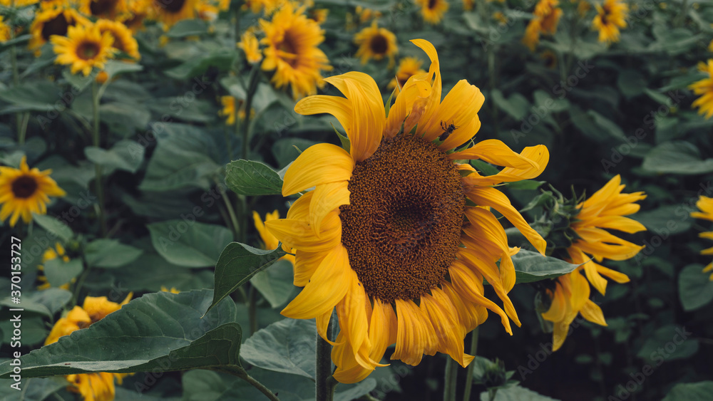 Obraz premium Ein Sonnenblumenfeld am Morgen