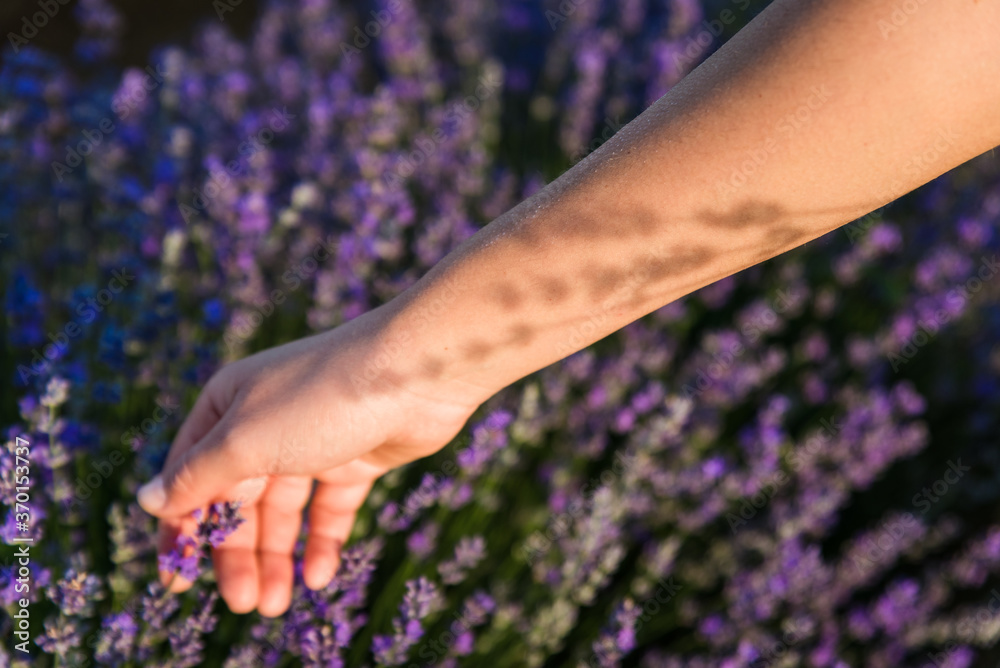Naklejka premium Young woman harvest lavender flowers in field