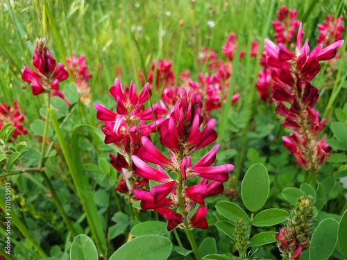 Pink flowers Hedysarum coronarium or Onobrychis viciifolia growing on the meadow. photo