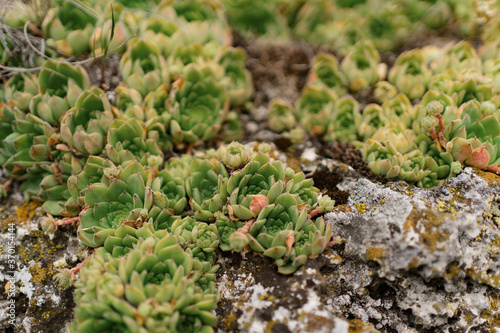Close up shoot of a succulent carpet plant, ripening on the rocks on a hot summer day. Floral pattern