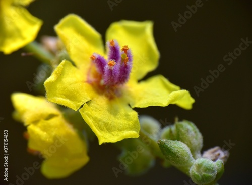 Detail of yellow flower of Verbascum sinuatum plant.