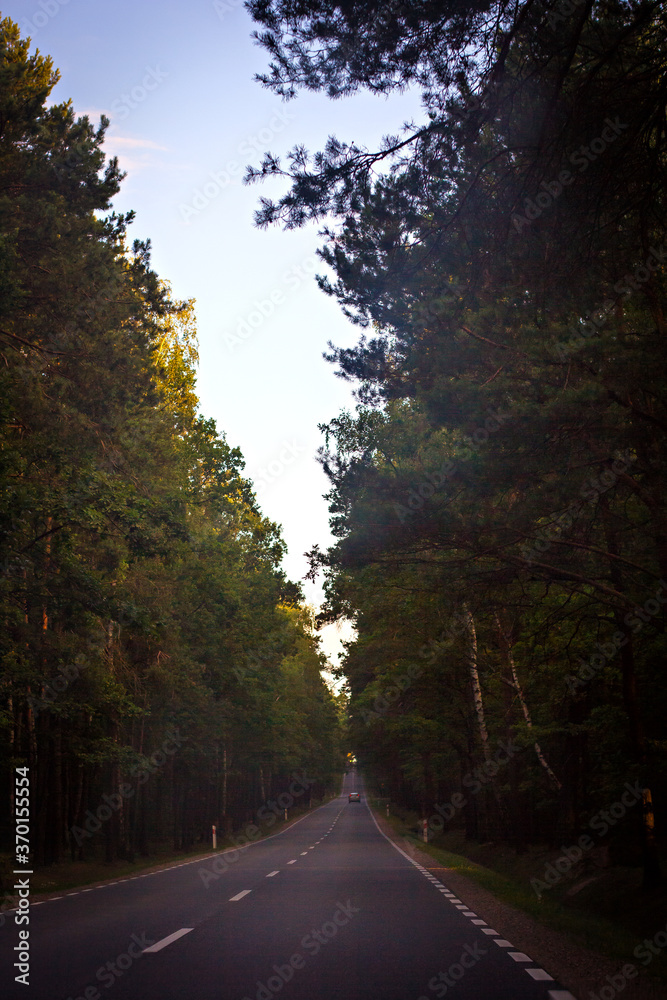Obraz premium Road surrounded by green trees