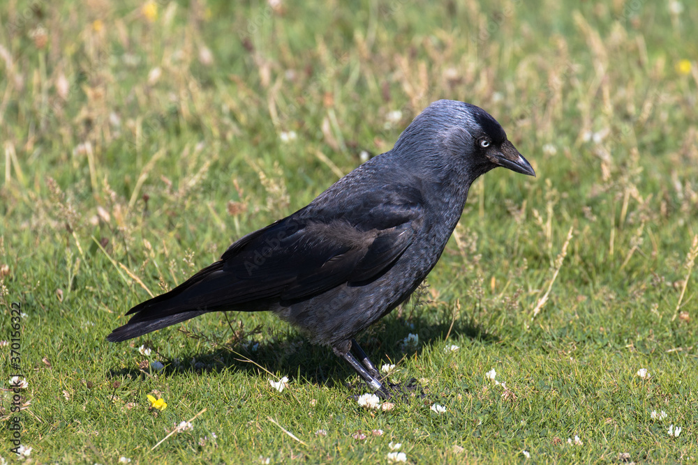 A Western Jackdaw, also known as the Eurasian Jackdaw, European Jackdaw, or simply Jackdaw, is a small, black crow with a distinctive silvery sheen to the back of its head. A Western Jackdaw, also known as the Eurasian Jackdaw, European Jackdaw, or simply Jackdaw, is a small, black crow with a distinctive silvery sheen to the back of its head.