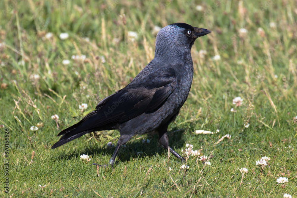 A Western Jackdaw, also known as the Eurasian Jackdaw, European Jackdaw, or simply Jackdaw, is a small, black crow with a distinctive silvery sheen to the back of its head. A Western Jackdaw, also known as the Eurasian Jackdaw, European Jackdaw, or simply Jackdaw, is a small, black crow with a distinctive silvery sheen to the back of its head.