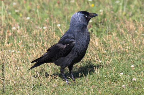 A Western Jackdaw, also known as the Eurasian Jackdaw, European Jackdaw, or simply Jackdaw, is a small, black crow with a distinctive silvery sheen to the back of its head.