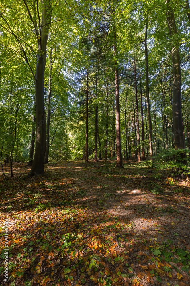 Obraz premium sous-bois