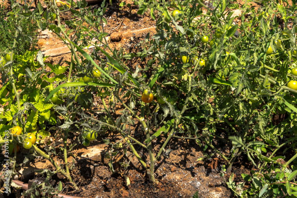 Obraz premium Green growing unripe tomatoes on a branch among the leaves