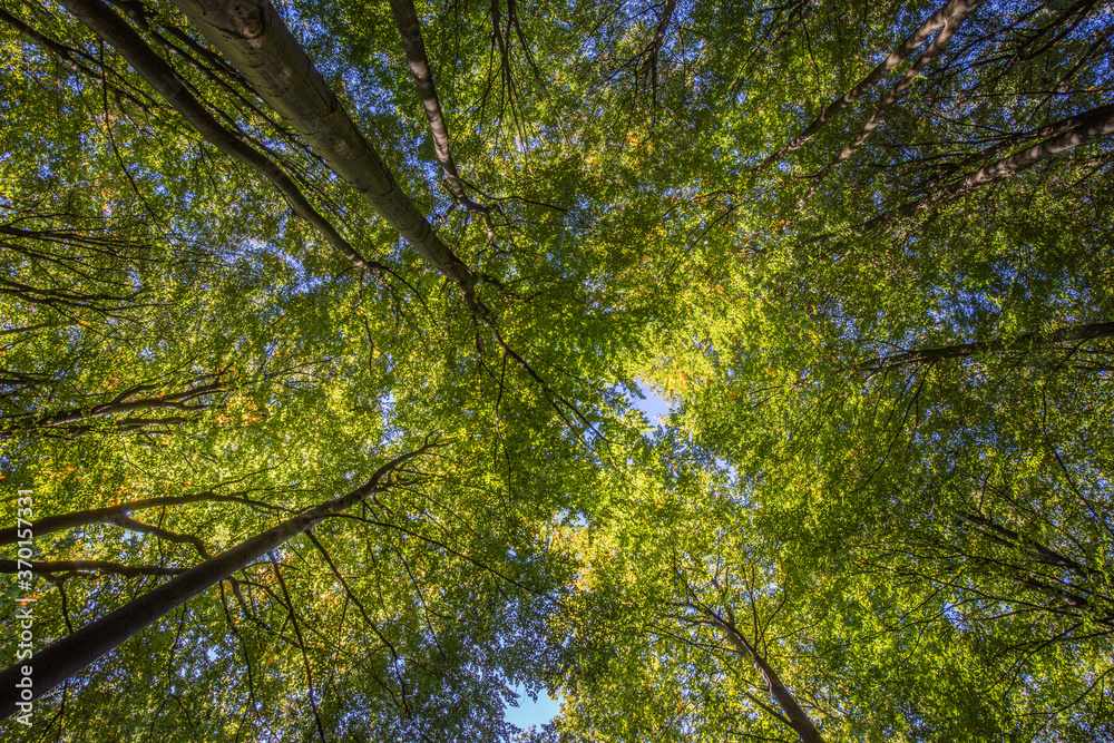 Fototapeta premium regard vers les haut en forêt