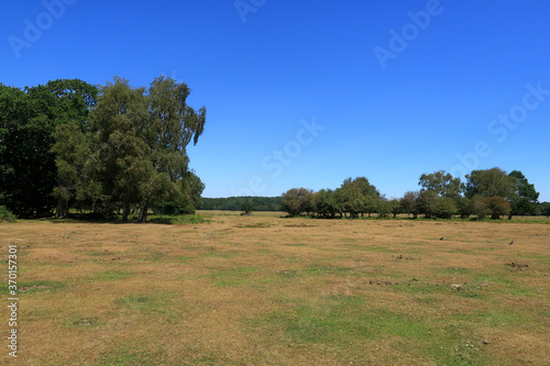 A landscape scene with green trees under a clear blue sky in Brockenhurst