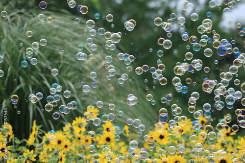 Sun flower and Soap bubble in Showakinen Park japan tokyo