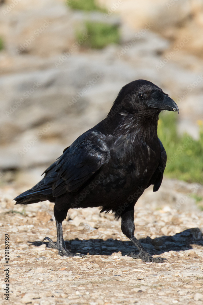 Fototapeta premium British Raven, the largest of the crow family.