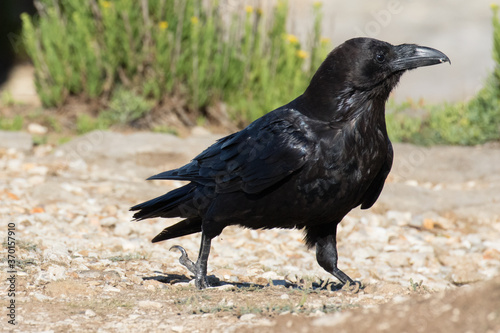 British Raven  the largest of the crow family.