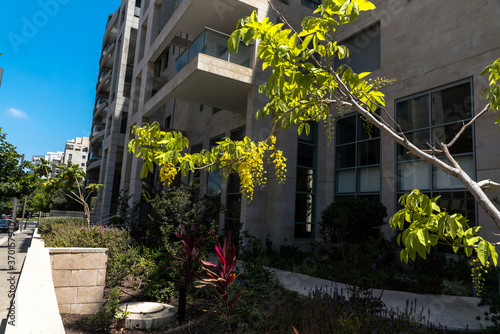 Golden shower flowers , Cassia fistulosa tree on building background in the city photo