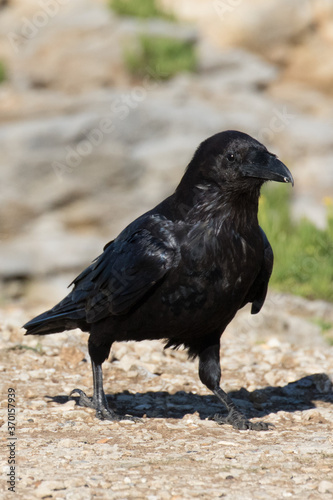 British Raven  the largest of the crow family.