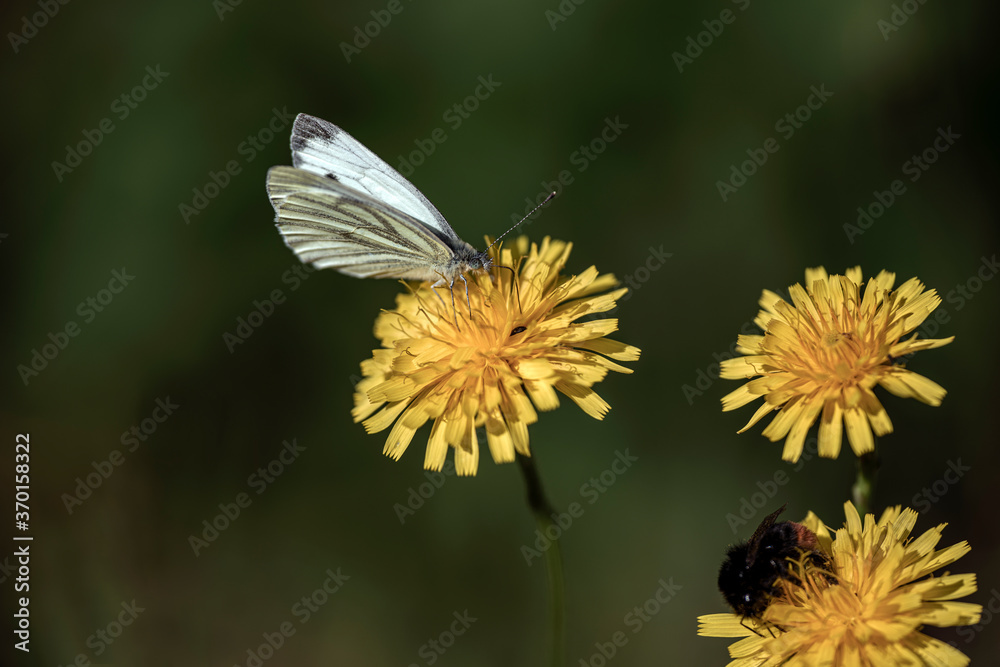 butterfly on flower, bergafjärden, sweden butterfly on flower, bergafjärden, sweden