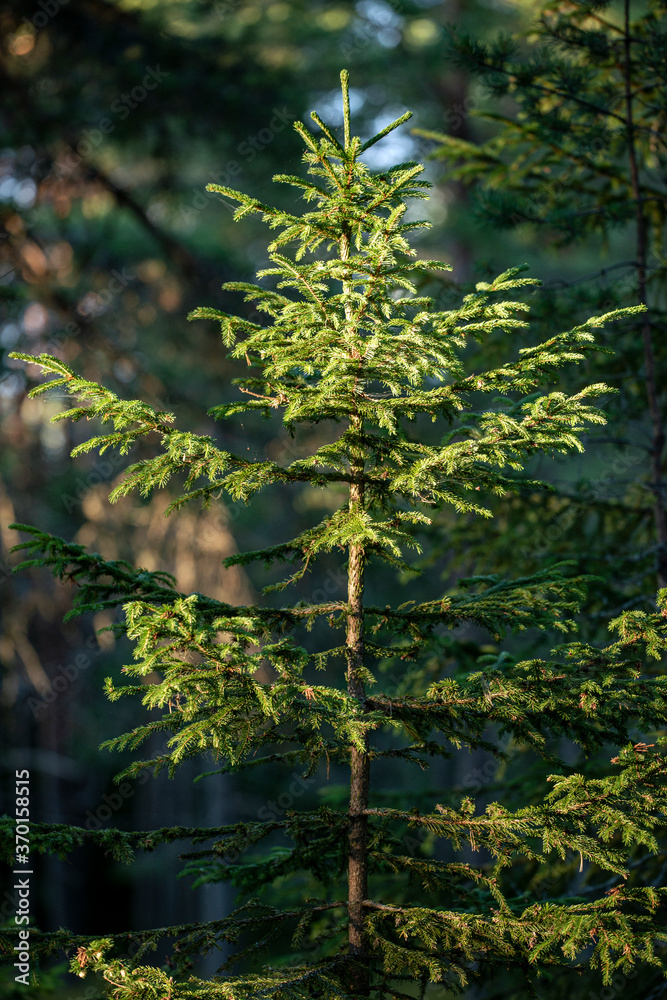Fototapeta premium trees in the forest, bergafjärden, sweden