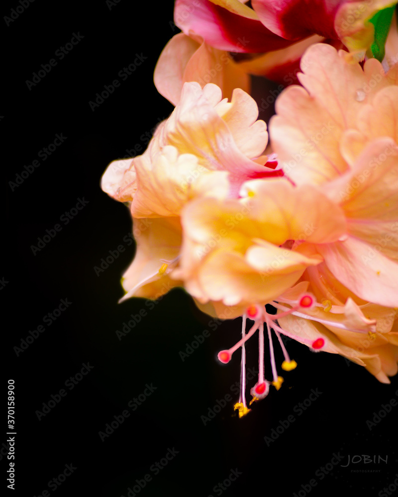 Fototapeta premium pink and white flower