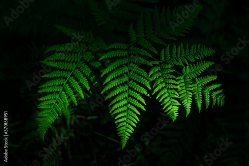 closeup nature farn green leafs background. Flat lay, dark nature concept, tropical leaf 