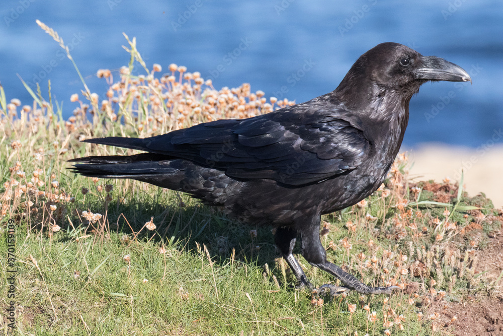 British Raven, the largest of the crow family. British Raven, the largest of the crow family.