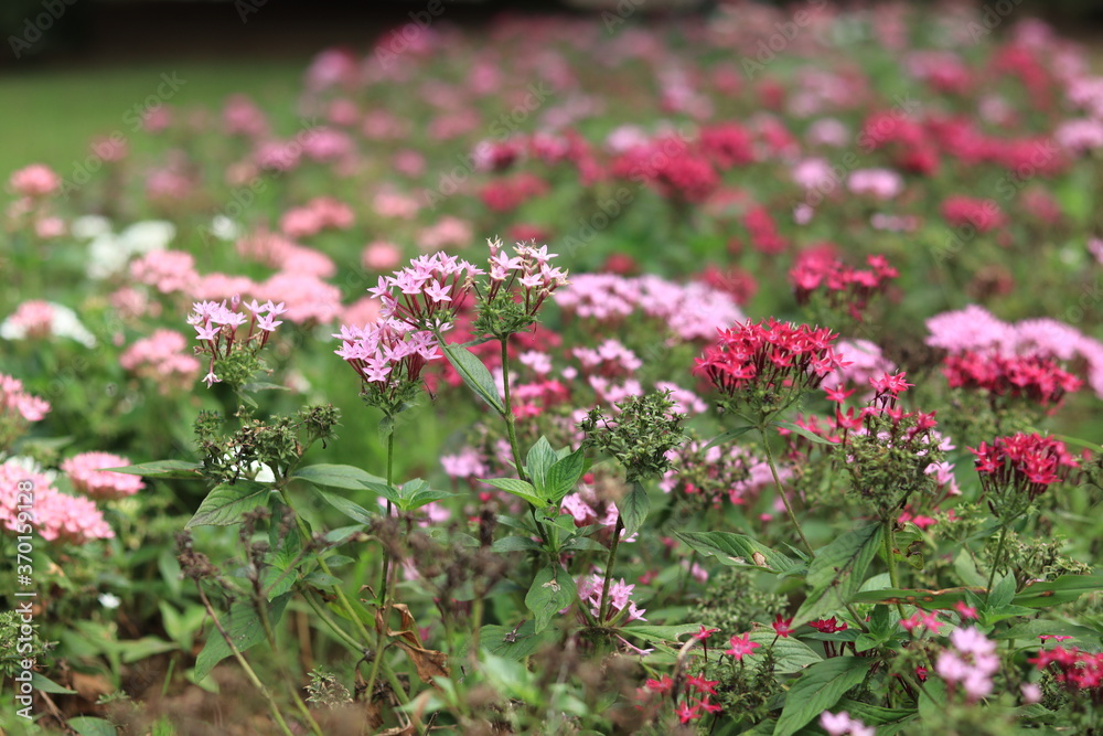 Flowers in Showakinen park ,japan,tokyo