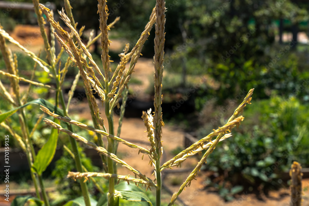 Fototapeta premium Inflorescence at corn plantation. Maize flower