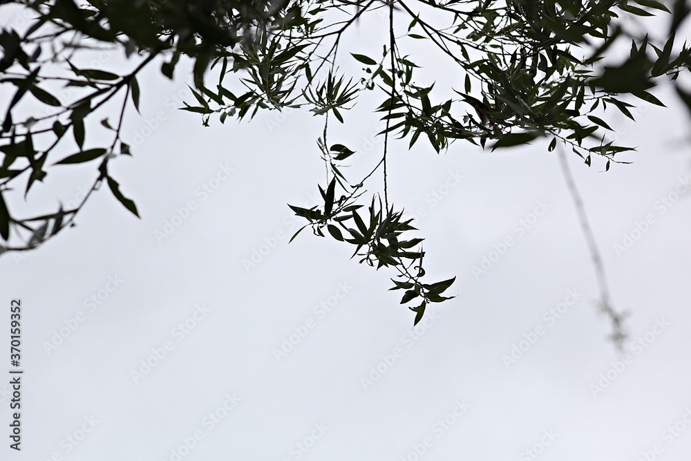 Naklejka premium 한국 경기도 시흥시 관곡지 입니다