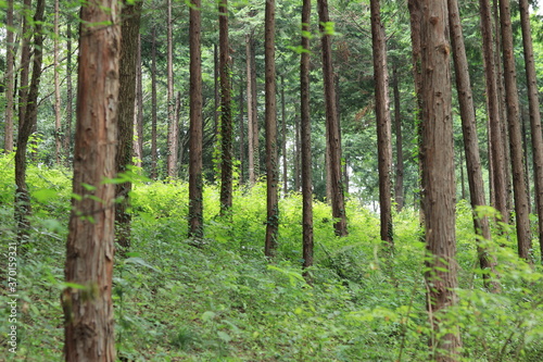 Various landscapes of Showakinen Park,japan,tokyo © minkim31