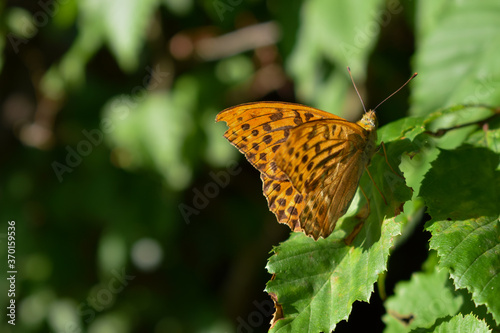 butterfly on a leaf in the nature