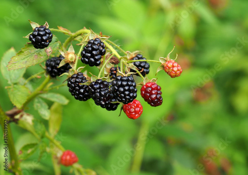Bunches of ripening prickly blackberries on the natural background 