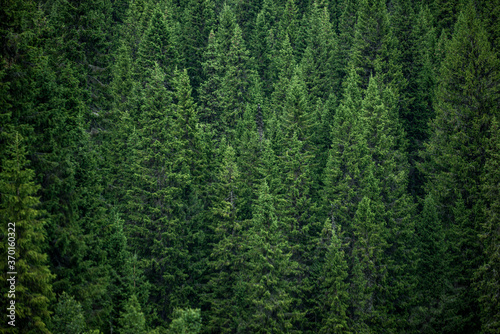 green forest background, åre, jämtland, sverige