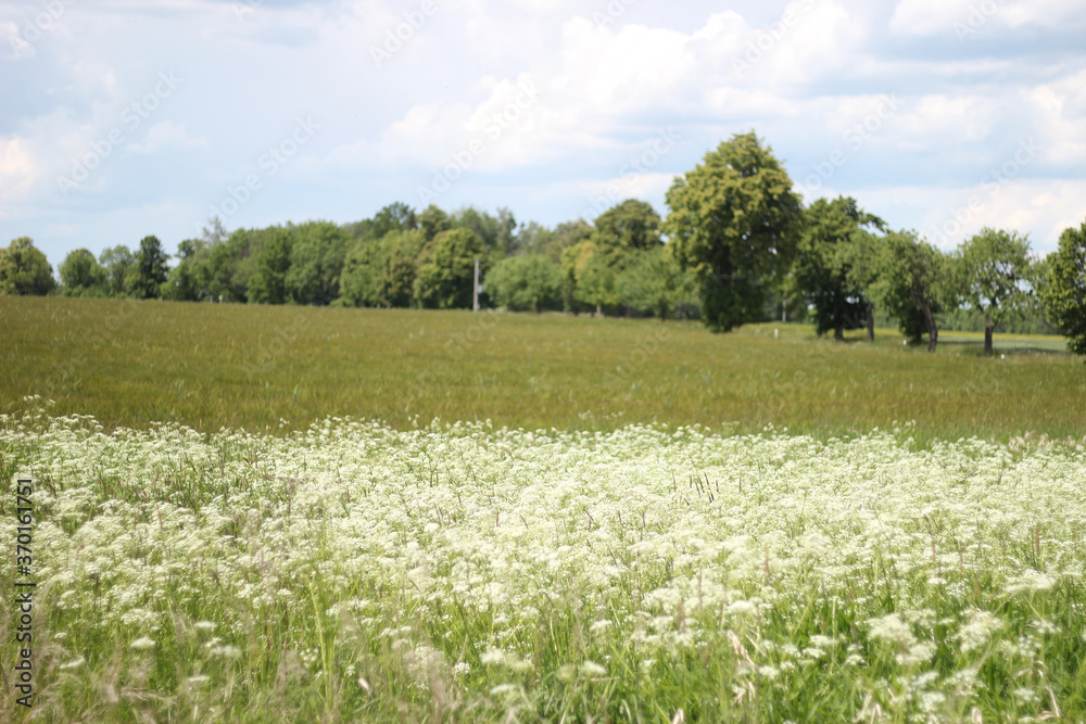 green field and blue sky green field and blue sky
