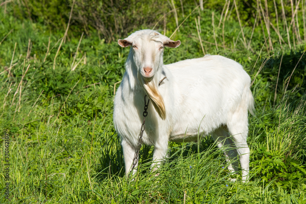 white goat portrait on the farm outdoor. white goat portrait on the farm outdoor.