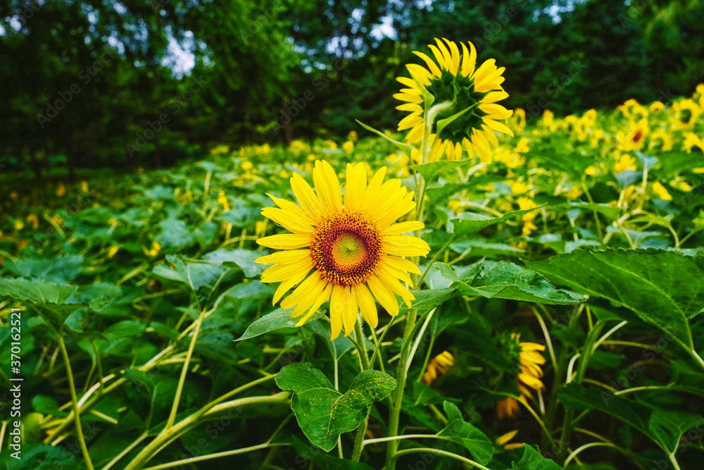 Fototapeta premium yellow flowers in the garden
