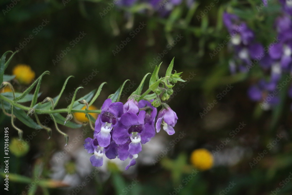 Beautiful and colorful flowers at Cameron Highlands Pahang Malaysia Beautiful and colorful flowers at Cameron Highlands Pahang Malaysia