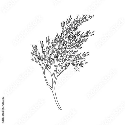 Fresh fennel branch isolated on white background. Dill bunch. Vector illustration
