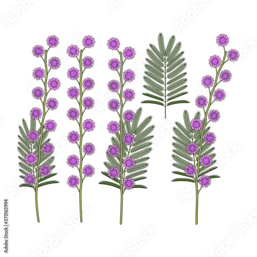 Set of color illustrations with mimosa flowers. Isolated vector objects on a white background.