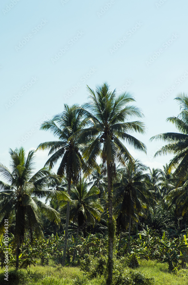 Palm trees in a sunny day, beautiful tropical background. Palm trees in a sunny day, beautiful tropical background.