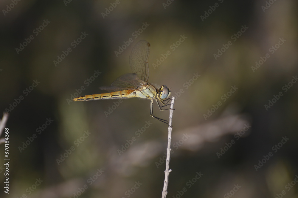 Dragonfly lying on a branch with a nice blury green background Dragonfly lying on a branch with a nice blury green background