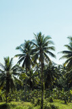 Palm trees in a sunny day, beautiful tropical background.