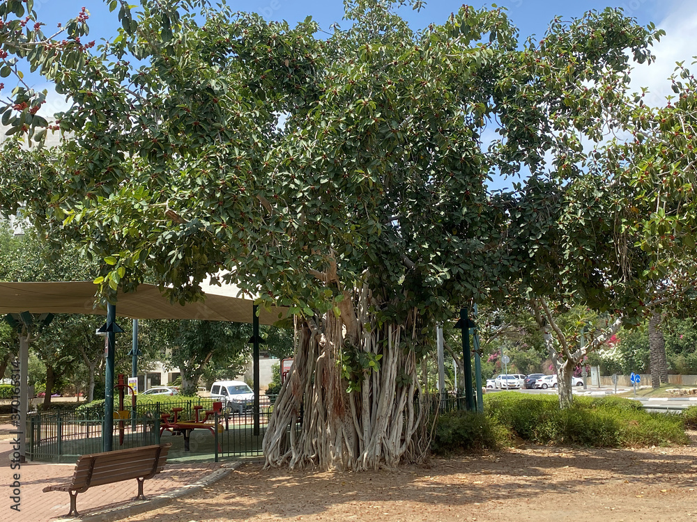 Ficus benghalensis or Indian banyan specifically denominates banyan species in Tel Aviv