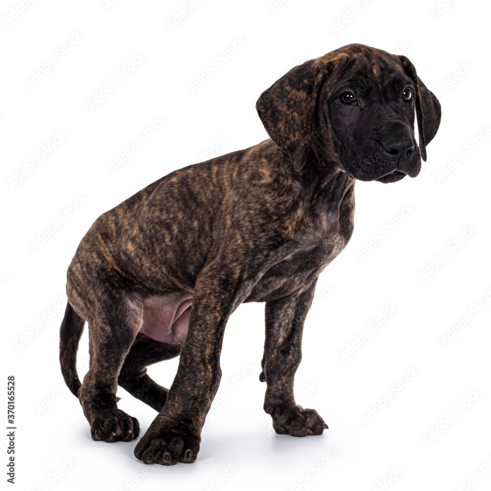 Cute dark brindle Great Dane dog puppy, in movement of sitting down. Looking to the side. Isolated on white background. Cute dark brindle Great Dane dog puppy, in movement of sitting down. Looking to the side. Isolated on white background.