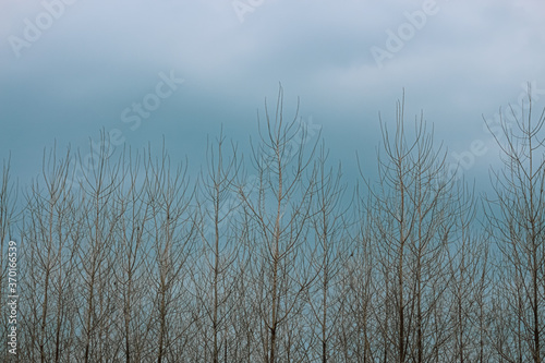 A landscape view of leafless trees against blue sky